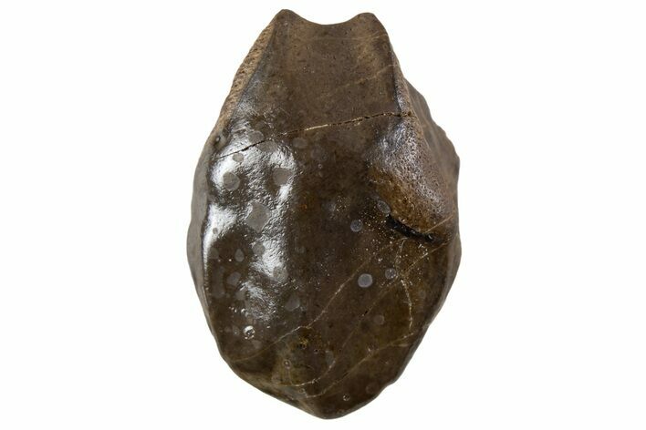 Fossil Dinosaur (Triceratops) Tooth Crown - Montana #341145